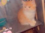 Wednesday Floofies - Persian Kitten For Sale - Brooklyn&comma; NY&comma; US