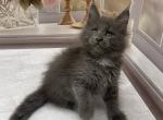 Maine Coon Alva Toma - Maine Coon Kitten For Sale - Manorville&comma; NY&comma; US