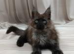 Maine Coon Alva Tesla - Maine Coon Kitten For Sale - Manorville&comma; NY&comma; US