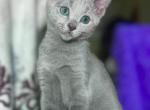 Russian Blue 1 23 - Russian Blue Kitten For Sale - Manorville&comma; NY&comma; US