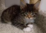 Athena - Maine Coon Kitten For Sale