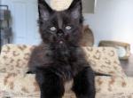 David - Maine Coon Kitten For Sale - Melbourne&comma; FL&comma; US
