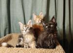 Kisacoons1M - Maine Coon Kitten For Sale - Houston&comma; TX&comma; US