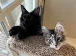 Kisacoons1 - Maine Coon Kitten For Sale - Houston&comma; TX&comma; US
