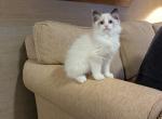 TICA Bicolor Ragdoll Kitten female - Ragdoll Kitten For Sale - Bryan&comma; TX&comma; US