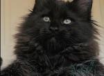 Rihanna - Maine Coon Cat For Sale - Charlotte&comma; NC&comma; US