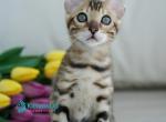 Ulusses - Bengal Kitten For Sale - Pembroke Pines&comma; FL&comma; US