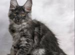 Ashlyn - Maine Coon Kitten For Sale - Hollywood&comma; FL&comma; US