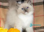 Ink - Ragdoll Kitten For Sale - Pembroke Pines&comma; FL&comma; US