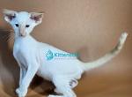 Pixel - Siamese Kitten For Sale - Norwalk&comma; CT&comma; US