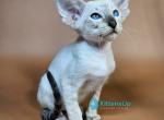 Lileya - Siamese Kitten For Sale - Norwalk&comma; CT&comma; US