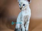 Kuzma - Siamese Kitten For Sale - Norwalk&comma; CT&comma; US