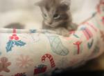 Sanza Armor - Maine Coon Kitten For Sale - East Taunton&comma; MA&comma; US