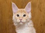 Lux Red Smoke - Maine Coon Kitten For Sale - Longmont&comma; CO&comma; US
