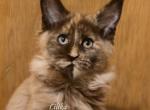 Lilika Tortie - Maine Coon Kitten For Sale - Longmont&comma; CO&comma; US