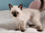 Sealpoint Male - Siamese Kitten For Sale - Willington&comma; CT&comma; US