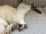 Purple - Ragdoll Kitten For Sale - Saint Paul&comma; MN&comma; US