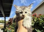 Batman - Maine Coon Kitten For Sale - Hollywood&comma; FL&comma; US