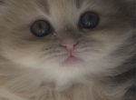 whity - Scottish Fold Kitten For Sale - 