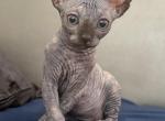 Grey Sphynx kitten - Sphynx Kitten For Sale - Miami&comma; FL&comma; US