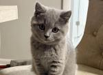 BSH Boy - British Shorthair Kitten For Sale - Phila&comma; PA&comma; US