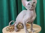 Marshall - Sphynx Kitten For Sale - Miami&comma; FL&comma; US