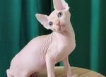 Martin - Sphynx Kitten For Sale - Miami&comma; FL&comma; US