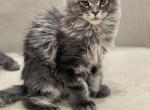 Markus Huge Baby - Maine Coon Kitten For Sale - Astoria&comma; NY&comma; US