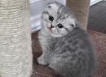 Ashe - Scottish Fold Kitten For Sale - Simpsonville&comma; SC&comma; US