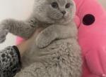 Bunnies - British Shorthair Kitten For Sale - Fort Wayne&comma; IN&comma; US