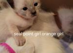 Orange collar seal point girl - Siamese Kitten For Sale - Wayland&comma; MA&comma; US