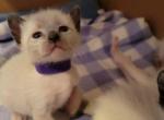purple collar girl - Siamese Kitten For Sale - Wayland&comma; MA&comma; US