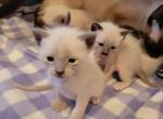 Blue point girl - Siamese Kitten For Sale - Wayland&comma; MA&comma; US