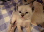 blue point boy - Siamese Kitten For Sale - Wayland&comma; MA&comma; US