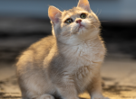 Earl - British Shorthair Kitten For Sale - East Lansing&comma; MI&comma; US