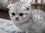Ray - Scottish Fold Kitten For Sale - Simpsonville&comma; SC&comma; US