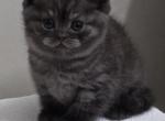 Smoke - Scottish Straight Kitten For Sale - Simpsonville&comma; SC&comma; US