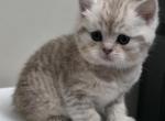 Cinnamon - Scottish Straight Kitten For Sale - Simpsonville&comma; SC&comma; US