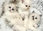 Skylar's babies - Ragdoll Kitten For Sale - 