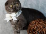 Wanda - Scottish Fold Kitten For Sale - Miami&comma; FL&comma; US