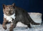 Wendy - Scottish Straight Kitten For Sale - Miami&comma; FL&comma; US