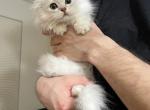 Sake - British Shorthair Kitten For Sale - Puyallup&comma; WA&comma; US