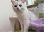 Rita - British Shorthair Kitten For Sale - New York&comma; NY&comma; US