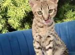 Pirate - Savannah Cat For Sale - Bradenton&comma; FL&comma; US