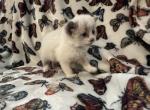 Paddles - Balinese Kitten For Sale - Plainfield&comma; IN&comma; US