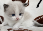Teddy - Ragdoll Kitten For Sale - Ocala&comma; FL&comma; US