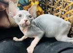 Blue Ivy - Sphynx Kitten For Sale - Homestead&comma; FL&comma; US