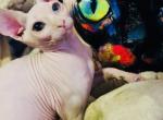 Noodle bum - Sphynx Kitten For Sale - Homestead&comma; FL&comma; US
