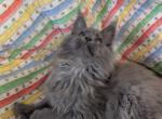 Maine Coon Male pending - Maine Coon Kitten For Sale - West Lafayette&comma; OH&comma; US