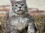 Female V89 - Maine Coon Kitten For Sale - Myrtle Beach&comma; SC&comma; US